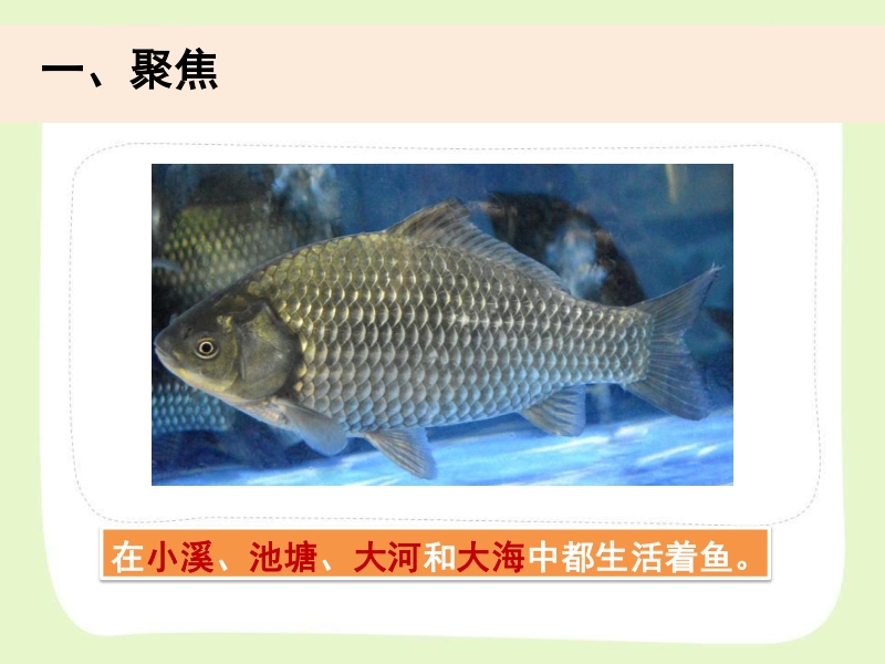 2021年杭州市教科版一年级科学下册《2.5观察鱼》ppt课件_第2页