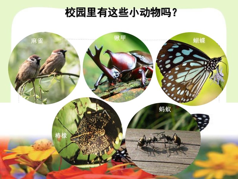2021年杭州市教科版一年级科学下册《2.2校园里的动物》ppt课件_第2页