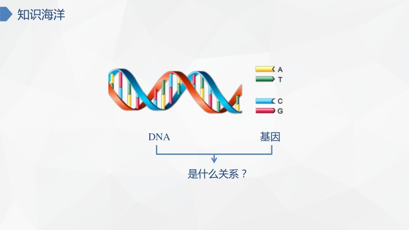 3.4 基因通常是有遗传效应的DNA片段ppt课件（2020年新教材人教版生物必修第二册）_第3页