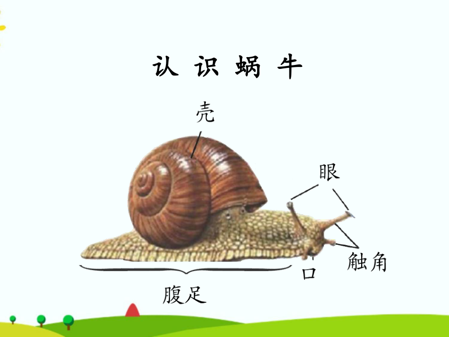 2021新湘教版二年级上册科学2.2观察蜗牛的反应ppt课件_第3页