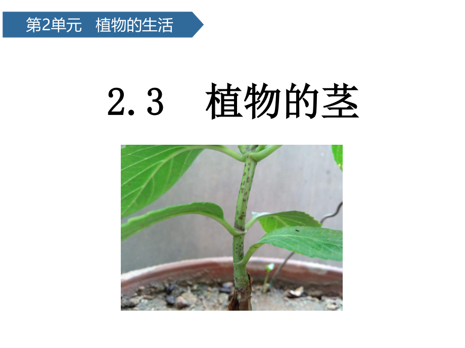 2021新青岛版（六三制）三年级上册科学第7课 植物的茎ppt课件_第1页