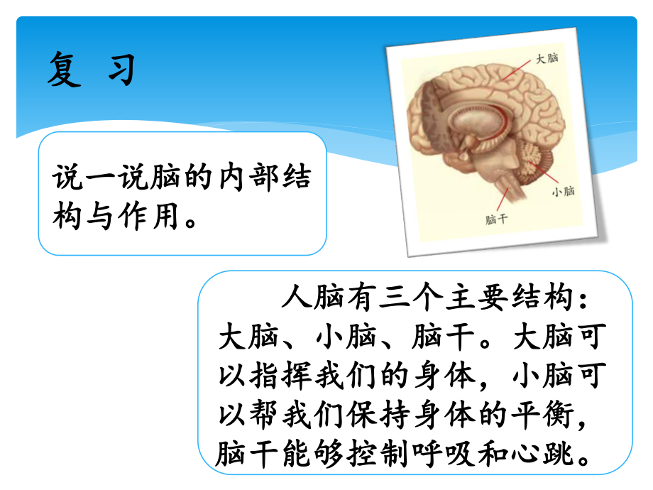 2021-2022学年湘科版五年级科学上册1.3保护我们的脑ppt课件_第2页