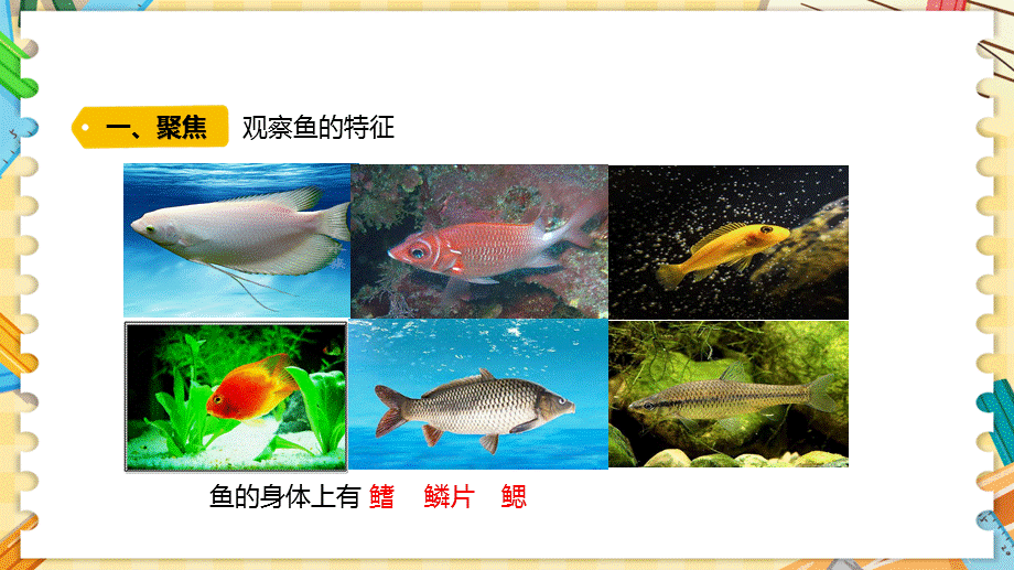 新青岛版四上科学1.2《鱼》课件（六三制）_第2页