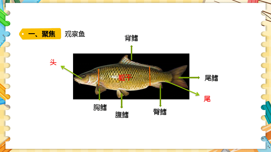 新青岛版四上科学1.2《鱼》课件（六三制）_第3页