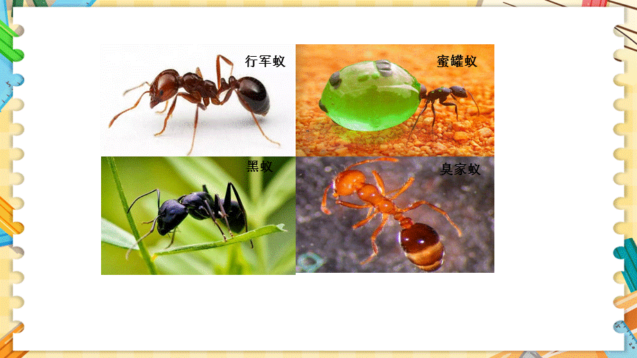 新青岛版四上科学1.1《蚂蚁》课件（六三制）_第3页