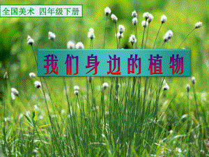 四年级下册美术课件-第12课 我们身边的植物 ▏人美版（北京） （19张PPT）