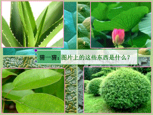 四年级下册美术课件-第12课我们身边的植物（人美版北京）共13张ppt