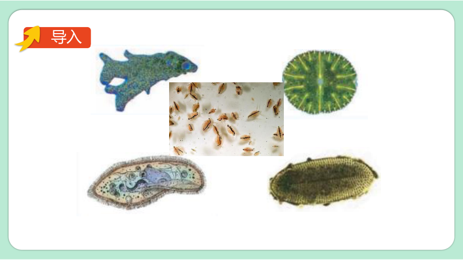新改版教科版六上科学1.6《观察水中的微小生物》优质课件_第2页